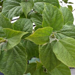 Clerodendrum trichotomum 175-200 cm